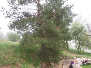 Borovice